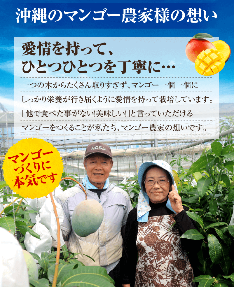 マンゴー栽培歴30年の達人はうまみを感じるマンゴーを作ります！