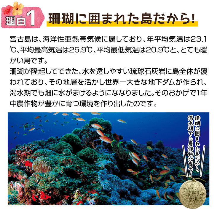 理由１　珊瑚に囲まれた島だから!　宮古島は、海洋性亜熱帯気候に属しており、年平均気温は23.1℃、平均最高気温は25.9℃、平均最低気温は20.9℃と、とても暖かい島です。珊瑚が隆起してできた、水を透しやすい琉球石灰岩に島全体が覆われており、その地層を活かし世界一大きな地下ダムが作られ、渇水期でも畑に水がまけるようにななりました。そのおかげで1年中農作物が豊かに育つ環境を作り出したのです。　珊瑚に囲まれた島だから渇水期でも農作物が育つ！